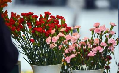 Które kwiaty lubicie najbardziej? Najlepsze życzenia z okazji Dnia Kobiet - zdjęcie 6