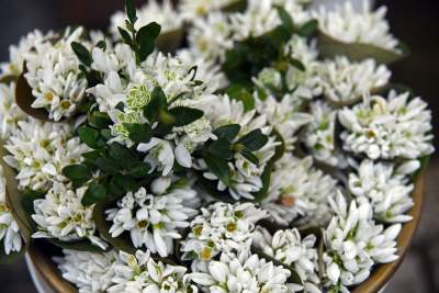 Które kwiaty lubicie najbardziej? Najlepsze życzenia z okazji Dnia Kobiet - zdjęcie 3