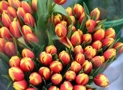 Które kwiaty lubicie najbardziej? Najlepsze życzenia z okazji Dnia Kobiet - zdjęcie 1