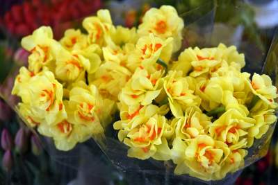 Które kwiaty lubicie najbardziej? Najlepsze życzenia z okazji Dnia Kobiet - zdjęcie 7