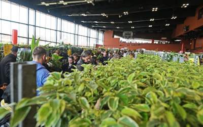 Festiwal roślin w Krakowie, zielone szaleństwo opanowało miasto - zdjęcie 4