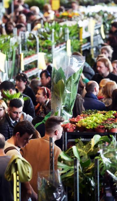 Festiwal roślin w Krakowie, zielone szaleństwo opanowało miasto - zdjęcie 15