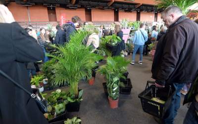 Festiwal roślin w Krakowie, zielone szaleństwo opanowało miasto - zdjęcie 18