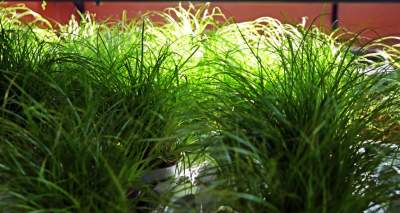 Festiwal roślin w Krakowie, zielone szaleństwo opanowało miasto - zdjęcie 3