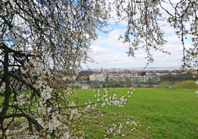 Zakwitła najpiękniejsza śliwa w Krakowie, od lat przykuwa wzrok - zdjęcie 4