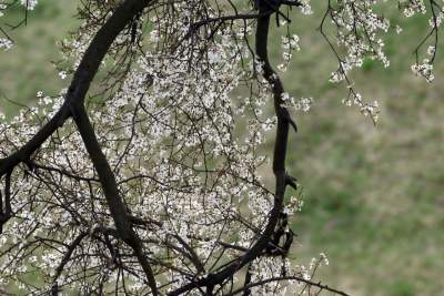 Zakwitła najpiękniejsza śliwa w Krakowie, od lat przykuwa wzrok - zdjęcie 7