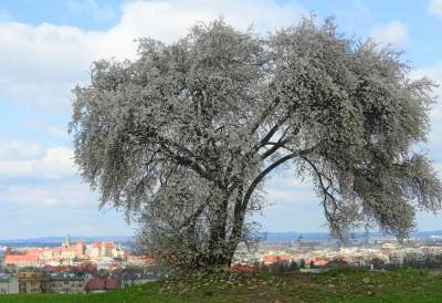 Zakwitła najpiękniejsza śliwa w Krakowie, od lat przykuwa wzrok - zdjęcie 8