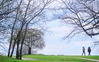 Zakwitła najpiękniejsza śliwa w Krakowie, od lat przykuwa wzrok - zdjęcie 9