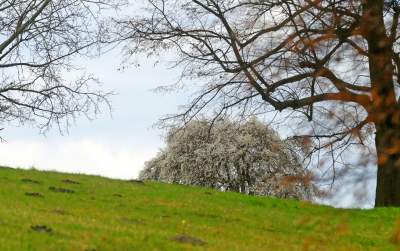 Zakwitła najpiękniejsza śliwa w Krakowie, od lat przykuwa wzrok - zdjęcie 11