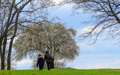 Zakwitła najpiękniejsza śliwa w Krakowie, od lat przykuwa wzrok - zdjęcie 10