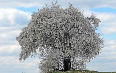 Zakwitła najpiękniejsza śliwa w Krakowie, od lat przykuwa wzrok - zdjęcie 1