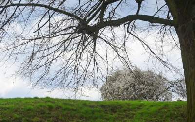 Zakwitła najpiękniejsza śliwa w Krakowie, od lat przykuwa wzrok - zdjęcie 2
