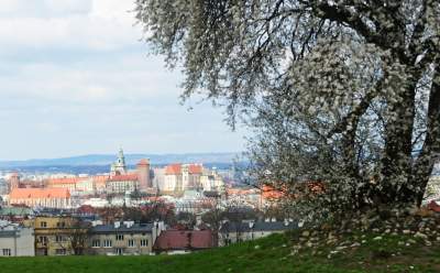 Zakwitła najpiękniejsza śliwa w Krakowie, od lat przykuwa wzrok - zdjęcie 6