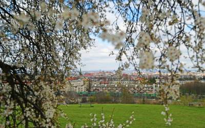 Zakwitła najpiękniejsza śliwa w Krakowie, od lat przykuwa wzrok - zdjęcie 3