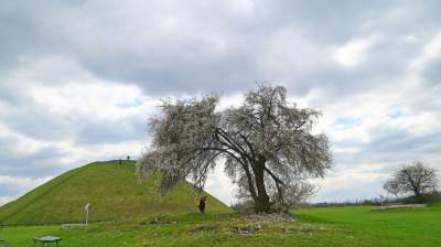 Zakwitła najpiękniejsza śliwa w Krakowie, od lat przykuwa wzrok - zdjęcie 5