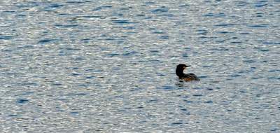 Staw Płaszowski: nowe, piękne miejsce rekreacji - zdjęcie 6