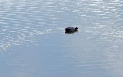 Staw Płaszowski: nowe, piękne miejsce rekreacji - zdjęcie 4