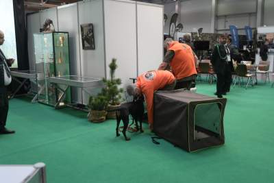 Targi Łowiectwa EXPO HUNT w Krakowie, tak wygląda ekspozycja - zdjęcie 16