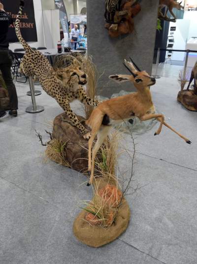 Targi Łowiectwa EXPO HUNT w Krakowie, tak wygląda ekspozycja - zdjęcie 15