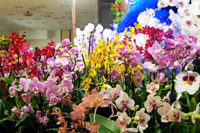 Potworne, mięsożerne rośliny, bajeczne orchidee, fantastyczne bonsai. Tłumy na wystawie - zdjęcie 31