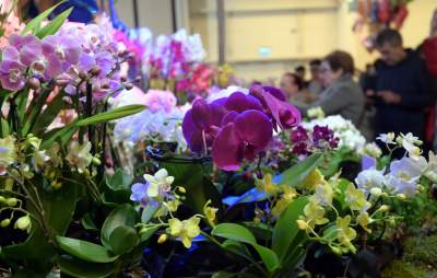 Potworne, mięsożerne rośliny, bajeczne orchidee, fantastyczne bonsai. Tłumy na wystawie - zdjęcie 30