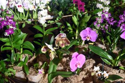 Potworne, mięsożerne rośliny, bajeczne orchidee, fantastyczne bonsai. Tłumy na wystawie - zdjęcie 18