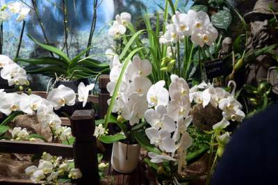 Potworne, mięsożerne rośliny, bajeczne orchidee, fantastyczne bonsai. Tłumy na wystawie - zdjęcie 6