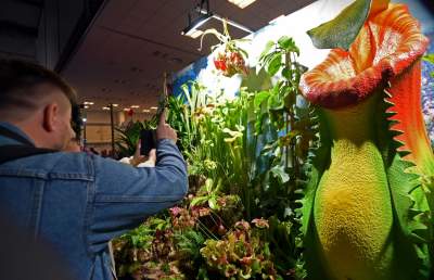 Potworne, mięsożerne rośliny, bajeczne orchidee, fantastyczne bonsai. Tłumy na wystawie - zdjęcie 24