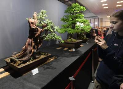 Potworne, mięsożerne rośliny, bajeczne orchidee, fantastyczne bonsai. Tłumy na wystawie - zdjęcie 8