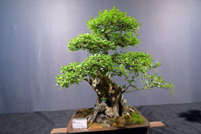 Potworne, mięsożerne rośliny, bajeczne orchidee, fantastyczne bonsai. Tłumy na wystawie - zdjęcie 7