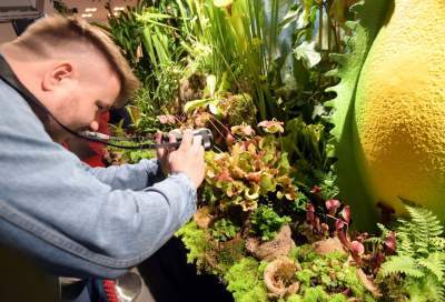 Potworne, mięsożerne rośliny, bajeczne orchidee, fantastyczne bonsai. Tłumy na wystawie - zdjęcie 26