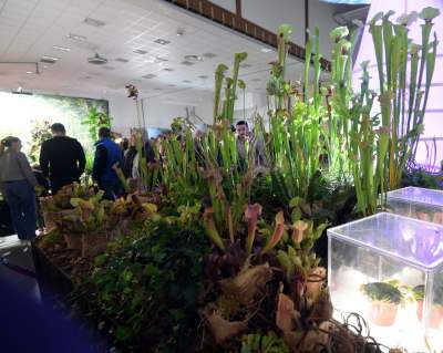 Potworne, mięsożerne rośliny, bajeczne orchidee, fantastyczne bonsai. Tłumy na wystawie - zdjęcie 23