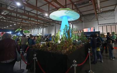 Potworne, mięsożerne rośliny, bajeczne orchidee, fantastyczne bonsai. Tłumy na wystawie - zdjęcie 11