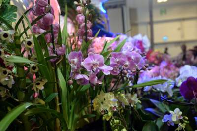 Potworne, mięsożerne rośliny, bajeczne orchidee, fantastyczne bonsai. Tłumy na wystawie - zdjęcie 28