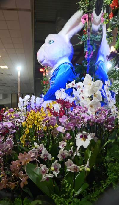 Potworne, mięsożerne rośliny, bajeczne orchidee, fantastyczne bonsai. Tłumy na wystawie - zdjęcie 29