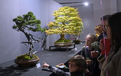 Potworne, mięsożerne rośliny, bajeczne orchidee, fantastyczne bonsai. Tłumy na wystawie - zdjęcie 10