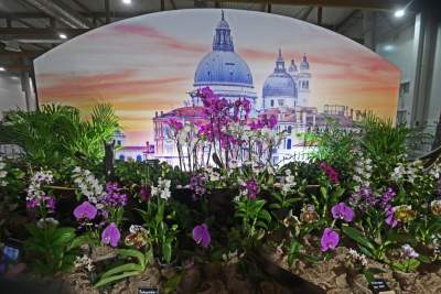 Potworne, mięsożerne rośliny, bajeczne orchidee, fantastyczne bonsai. Tłumy na wystawie - zdjęcie 19