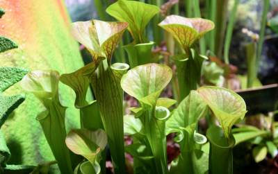 Potworne, mięsożerne rośliny, bajeczne orchidee, fantastyczne bonsai. Tłumy na wystawie - zdjęcie 27