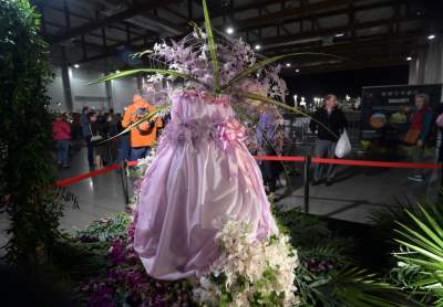 Potworne, mięsożerne rośliny, bajeczne orchidee, fantastyczne bonsai. Tłumy na wystawie - zdjęcie 22