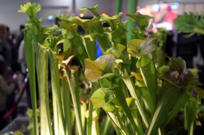 Potworne, mięsożerne rośliny, bajeczne orchidee, fantastyczne bonsai. Tłumy na wystawie - zdjęcie 17