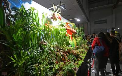 Potworne, mięsożerne rośliny, bajeczne orchidee, fantastyczne bonsai. Tłumy na wystawie - zdjęcie 34