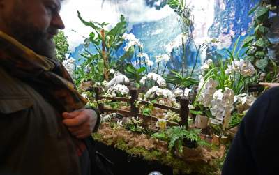 Potworne, mięsożerne rośliny, bajeczne orchidee, fantastyczne bonsai. Tłumy na wystawie - zdjęcie 5