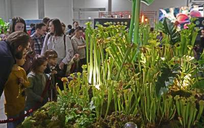 Potworne, mięsożerne rośliny, bajeczne orchidee, fantastyczne bonsai. Tłumy na wystawie - zdjęcie 14