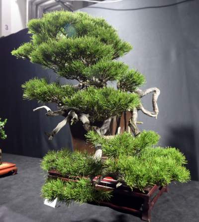 Potworne, mięsożerne rośliny, bajeczne orchidee, fantastyczne bonsai. Tłumy na wystawie - zdjęcie 13