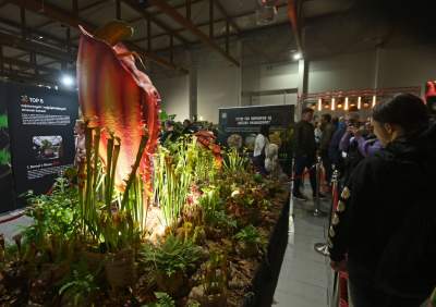 Potworne, mięsożerne rośliny, bajeczne orchidee, fantastyczne bonsai. Tłumy na wystawie - zdjęcie 15