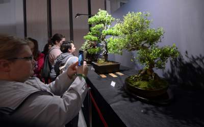 Potworne, mięsożerne rośliny, bajeczne orchidee, fantastyczne bonsai. Tłumy na wystawie - zdjęcie 9