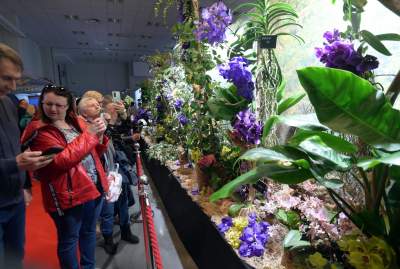 Potworne, mięsożerne rośliny, bajeczne orchidee, fantastyczne bonsai. Tłumy na wystawie - zdjęcie 2