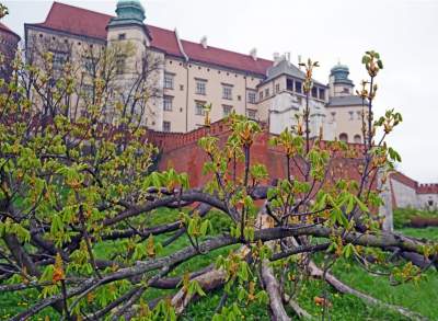 Słynny kasztanowiec pięknie się odradza, wawelskie magnolie cierpią - zdjęcie 1