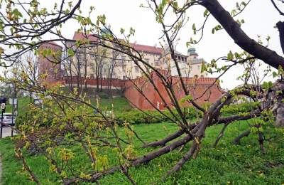 Słynny kasztanowiec pięknie się odradza, wawelskie magnolie cierpią - zdjęcie 5