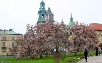Słynny kasztanowiec pięknie się odradza, wawelskie magnolie cierpią - zdjęcie 7